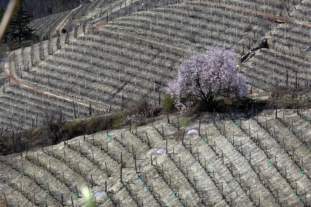 Cascina Arcangelo Raffaele Verduno Экстерьер фото